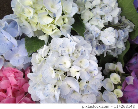 Hydrangea flower up Hydrangea flower up 114268148