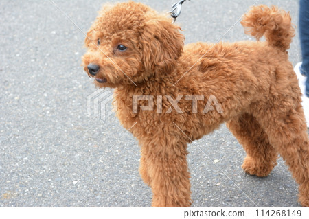 What is your one-year-old toy poodle looking at while walking since coming home? What is your one-year-old toy poodle looking at while walking since coming home? 114268149