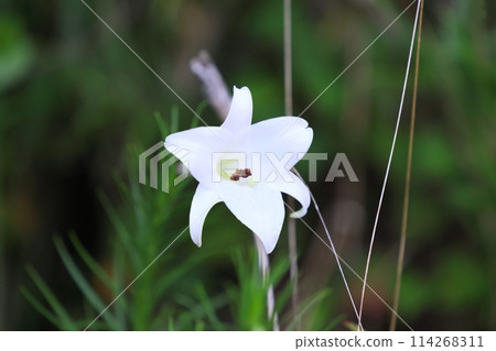 白色高砂百合花 114268311