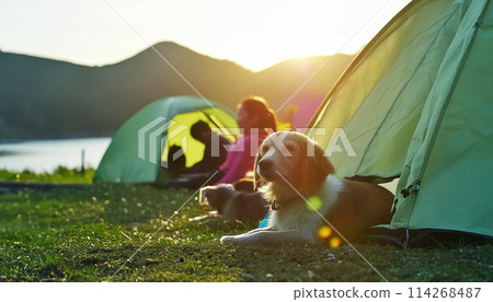 A dog relaxing at a campsite in the evening 114268487