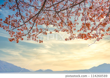 支笏湖和櫻花 114268589