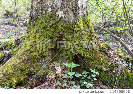 In a mixed forest, the base of a birch tree is covered with thick moss. 114268698