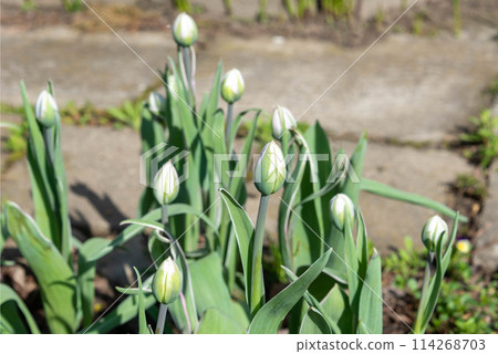 Unopened tulip buds in early spring in the flower garden. .. 114268703