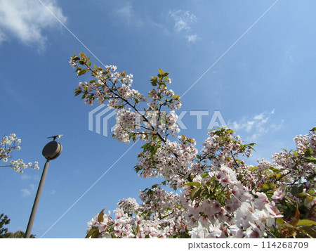 小島花之介花園櫻花樹上的櫻花葉 小島花之介花園櫻花樹上的櫻花葉 114268709