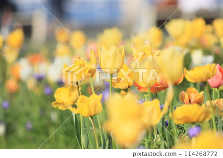 Colorful tulips Colorful tulips Tulips in full bloom Colorful tulips Colorful tulips Tulips in full bloom 114268772