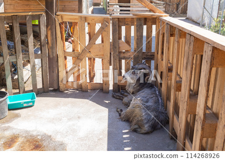 [烏克蘭]利沃夫市郊區的動物收容所內，一隻山羊躺在柵欄的陰涼處。 114268926