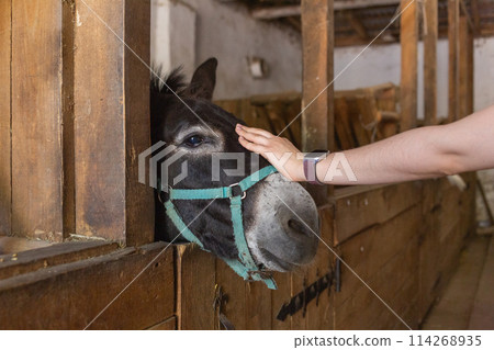 [Ukraine] A person strokes the forehead of a donkey in the stables of an animal shelter on the outskirts of Lviv 114268935
