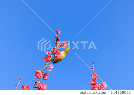 Meiro and red plum 114269092