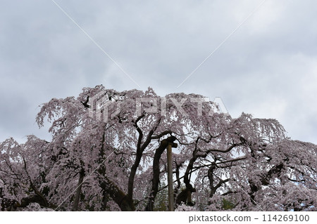 日本著名的地方：三春瀧櫻 114269100
