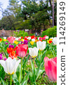 鬱金香 114269149