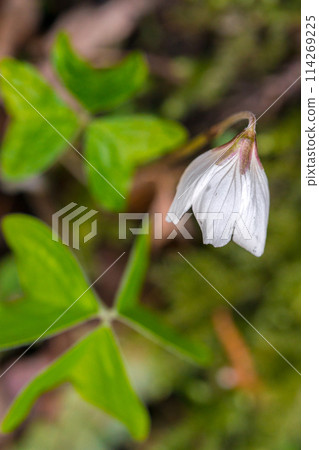 太平龍藏寺參道上盛開的野花（兵庫縣丹波筱山市萬安城上）*照片位置在作品評論區 114269225