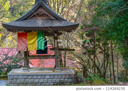 Wildflowers blooming on the approach to Ryuzoji Temple on Mount Taihei (Mananjokami, Tanba Sasayama City, Hyogo Prefecture) *Please indicate the location of the photo in the comments section. 114269230