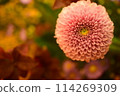 Peony in flower arrangement 114269309