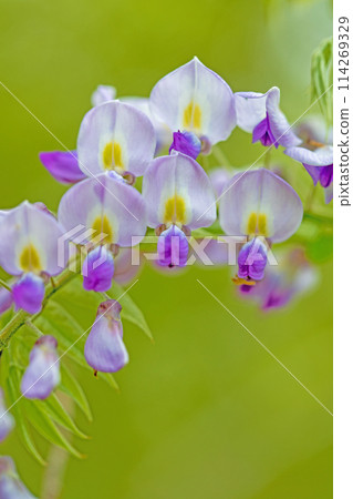 Flowers and plants around the house, various in all four seasons. Beautiful purple wisteria flowers have bloomed in the nearby woods. Flowers and plants around the house, various in all four seasons. Beautiful purple wisteria flowers have bloomed in the nearby woods. 114269329