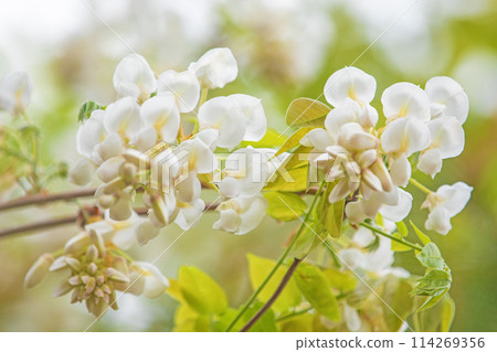 Flowers around the house, various in the four seasons. White, pure flowers have bloomed in the nearby woods. White wisteria flowers. Flowers around the house, various in the four seasons. White, pure flowers have bloomed in the nearby woods. White wisteria flowers. 114269356