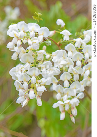 Flowers around the house, various in the four seasons. White, pure flowers have bloomed in the nearby woods. White wisteria flowers. Flowers around the house, various in the four seasons. White, pure flowers have bloomed in the nearby woods. White wisteria flowers. 114269359