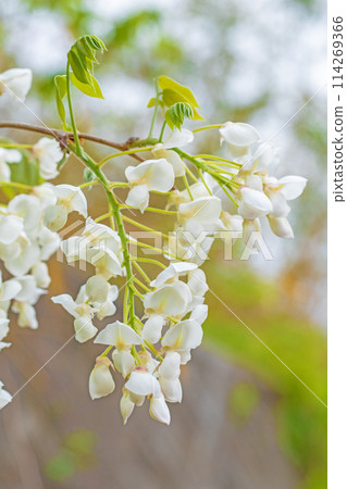 Flowers around the house, various in the four seasons. White, pure flowers have bloomed in the nearby woods. White wisteria flowers. 114269366