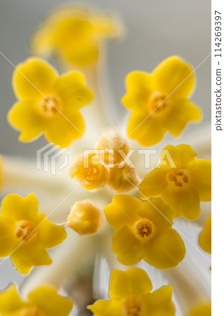 Mitsumata colony on Mt. Atago (Mananjojo, Tanba Sasayama City, Hyogo Prefecture) *Please indicate the location of the photo in the comments section. 114269397