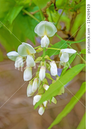 房子周圍的花朵 - 各種季節 - 附近的灌木叢中盛開著純白色的花朵 - 白色紫藤花 114269419