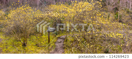 Mitsumata colony on Mt. Atago (Mananjojo, Tanba Sasayama City, Hyogo Prefecture) *Please indicate the location of the photo in the comments section. Mitsumata colony on Mt. Atago (Mananjojo, Tanba Sasayama City, Hyogo Prefecture) *Please indicate the location of the photo in the comments section. 114269423