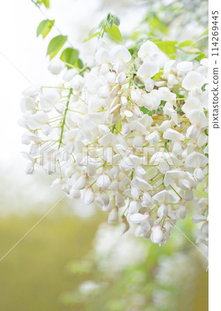 Flowers around the house, various in the four seasons. White, pure flowers have bloomed in the nearby woods. White wisteria flowers. Flowers around the house, various in the four seasons. White, pure flowers have bloomed in the nearby woods. White wisteria flowers. 114269445