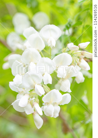 房子周圍的花朵 - 各種季節 - 附近的灌木叢中盛開著純白色的花朵 - 白色紫藤花 114269516