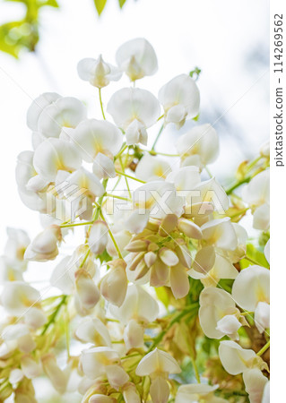 Flowers around the house, various in the four seasons. White, pure flowers have bloomed in the nearby woods. White wisteria flowers. 114269562