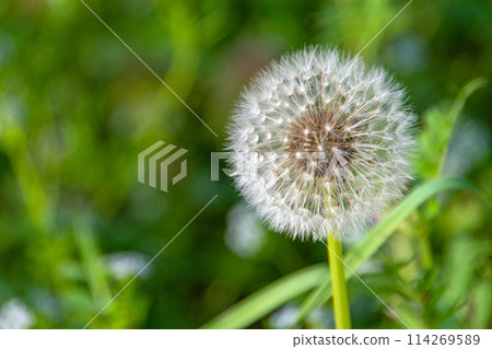 蒲公英的絨毛 蒲公英的絨毛 114269589