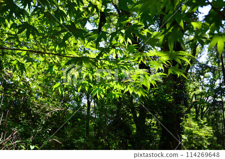 Fresh green forest Fresh green forest 114269648