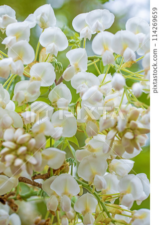 Flowers around the house, various in the four seasons. White, pure flowers have bloomed in the nearby woods. White wisteria flowers. Flowers around the house, various in the four seasons. White, pure flowers have bloomed in the nearby woods. White wisteria flowers. 114269659