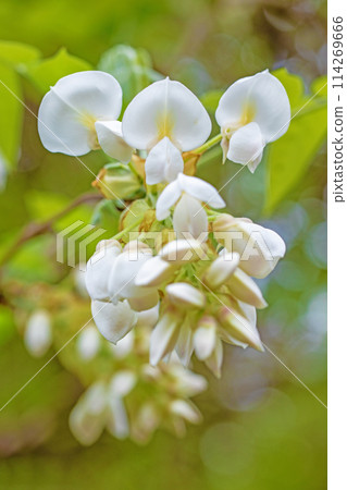 房子周圍的花朵 - 各種季節 - 附近的灌木叢中盛開著純白色的花朵 - 白色紫藤花 114269666