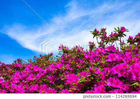 [Kyoto Scenery] Mimuroto Temple's Azalea Garden is Like a Painting 114269894