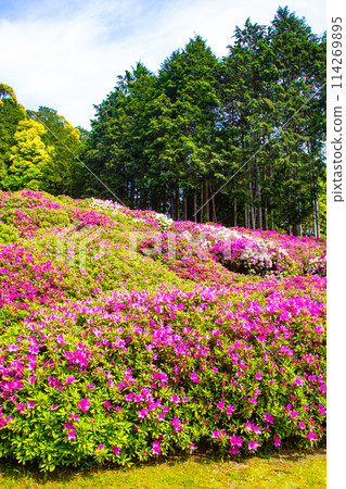 [Kyoto Scenery] Mimuroto Temple's Azalea Garden is Like a Painting 114269895