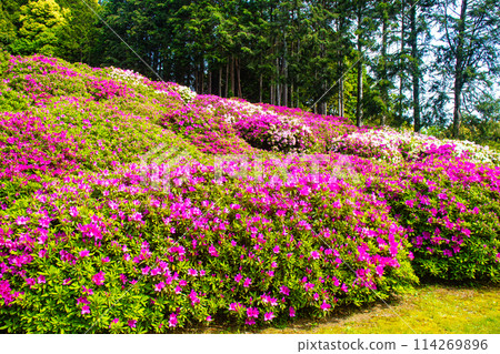 [Kyoto Scenery] Mimuroto Temple's Azalea Garden is Like a Painting 114269896