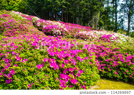 [Kyoto Scenery] Mimuroto Temple's Azalea Garden is Like a Painting 114269897