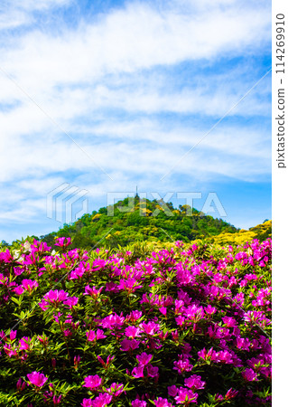 【京都風景】三室戶寺杜鵑花園就像畫中的世界 114269910