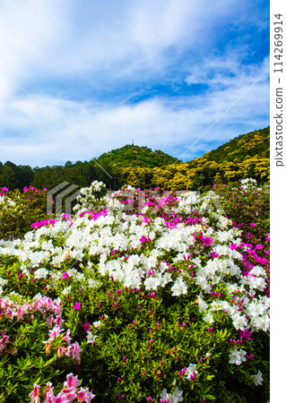 [Kyoto Scenery] Mimuroto Temple's Azalea Garden is Like a Painting 114269914