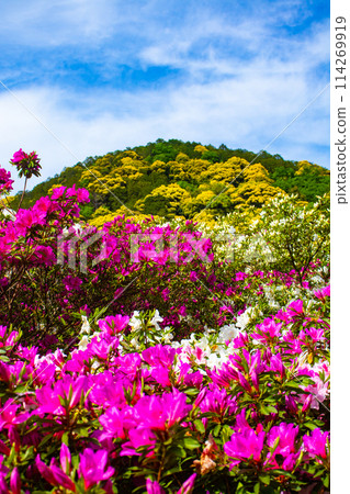 [Kyoto Scenery] Mimuroto Temple's Azalea Garden is Like a Painting 114269919