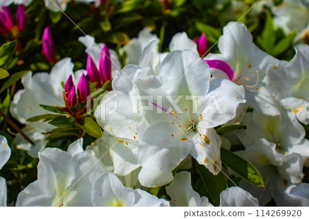 [Kyoto Scenery] Mimuroto Temple's Azalea Garden is Like a Painting 114269920