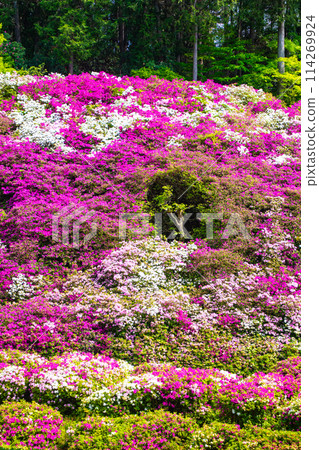 【京都風景】三室戶寺杜鵑花園就像畫中的世界 【京都風景】三室戶寺杜鵑花園就像畫中的世界 114269924