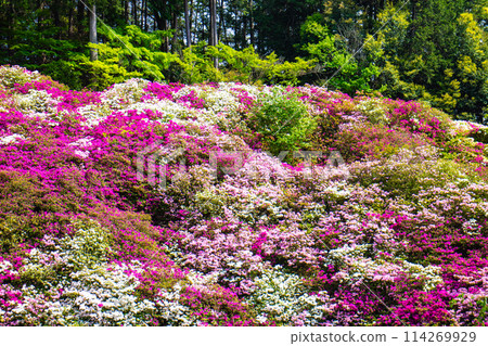 【京都風景】三室戶寺杜鵑花園就像畫中的世界 【京都風景】三室戶寺杜鵑花園就像畫中的世界 114269929