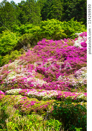 【京都風景】三室戶寺杜鵑花園就像畫中的世界 【京都風景】三室戶寺杜鵑花園就像畫中的世界 114269930