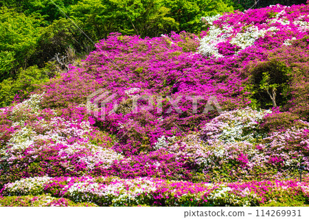 【京都風景】三室戶寺杜鵑花園就像畫中的世界 114269931