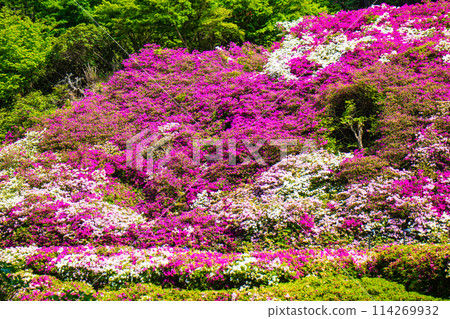 【京都風景】三室戶寺杜鵑花園就像畫中的世界 114269932