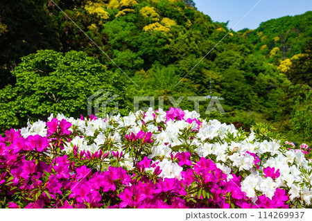 【京都風景】三室戶寺杜鵑花園就像畫中的世界 114269937