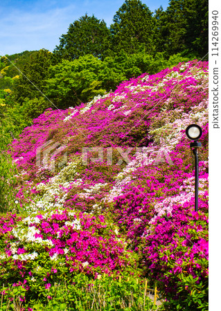 [Kyoto Scenery] Mimuroto Temple's Azalea Garden is Like a Painting 114269940
