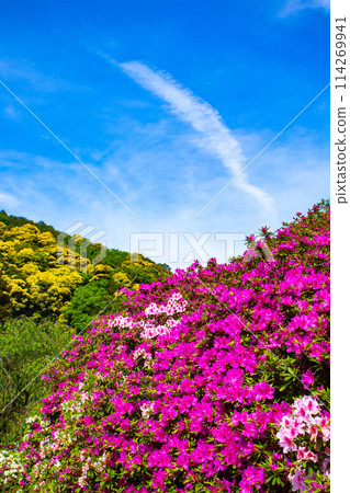 [Kyoto Scenery] Mimuroto Temple's Azalea Garden is Like a Painting 114269941