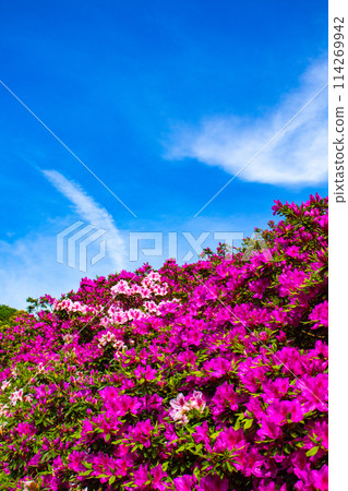 【京都風景】三室戶寺杜鵑花園就像畫中的世界 114269942