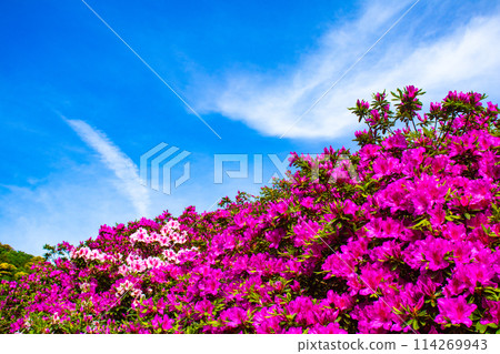 【京都風景】三室戶寺杜鵑花園就像畫中的世界 114269943