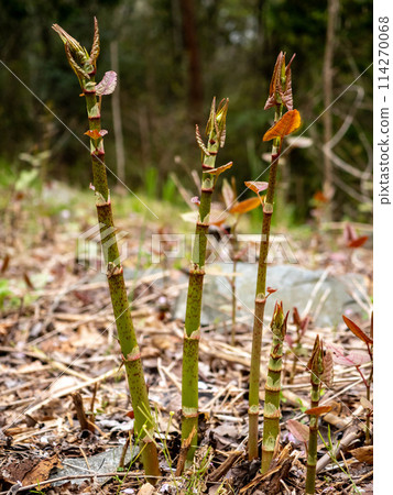 Japanese knotweed growing in the mountains 114270068
